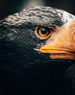 Close-up of a bird