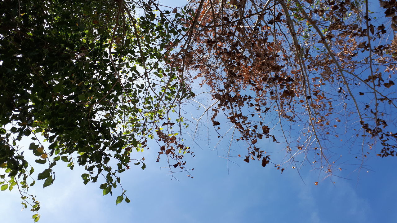 LOW ANGLE VIEW OF TREE AGAINST CLEAR SKY