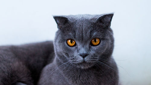 Close-up portrait of cat against wall