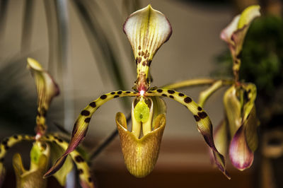 Close-up of paphiopedilum blooming at park