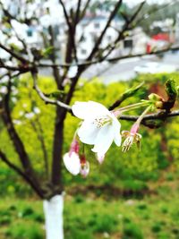 Close-up of white flowers on branch