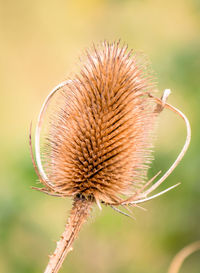 Close-up of thistle