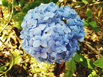 Close-up of blue flowers