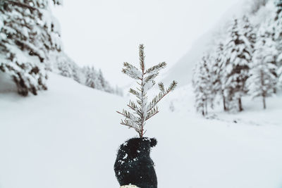 Snow covered plant on field against sky