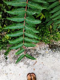 High angle view of leaves on field