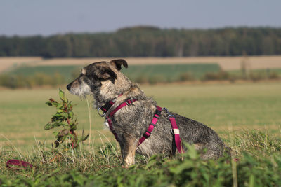 Dog looking away on field