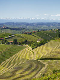 Scenic view of agricultural field against sky