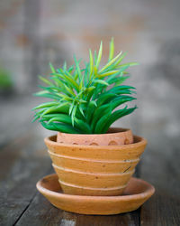 Close-up of potted plant on table