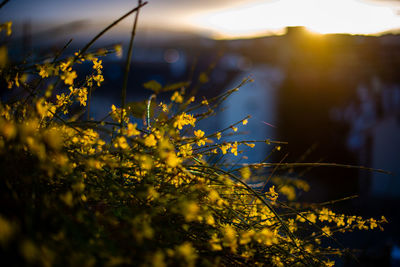 Close-up of plant against blurred background during sunset 