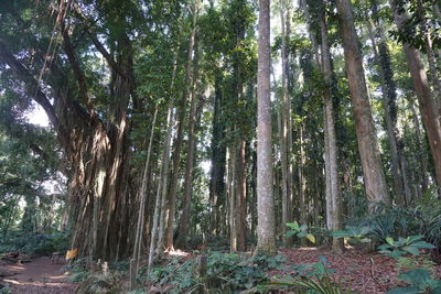 Low angle view of bamboo trees in forest