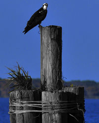 Bird perching on wood against clear sky