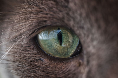 Close-up of cat eye