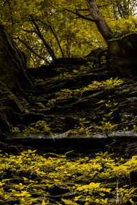 View of trees in forest