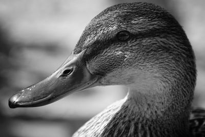 Close-up of swan