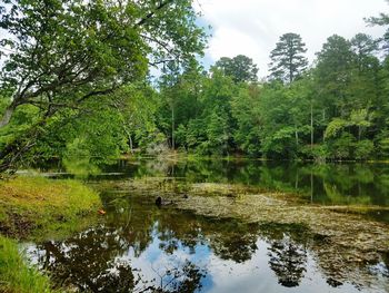 Scenic view of lake in forest