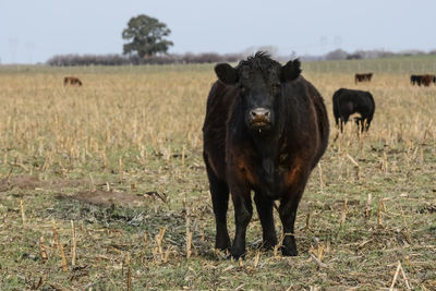 Close-up of pig standing on field