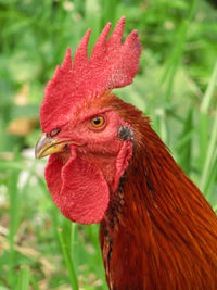 Close-up of rooster