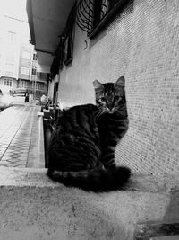 Portrait of cat sitting outdoors