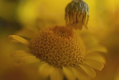 Close-up of yellow flowering plant