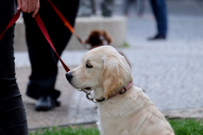 Rear view on part of person with dog standing outdoors