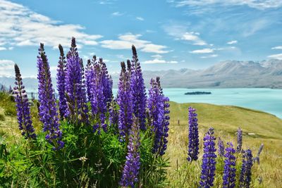 Purple flowering plants on land against sky