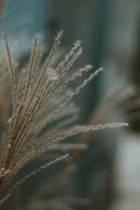 Close-up of stalks in field