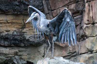 View of birds on rocks against wall