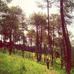 Trees on field