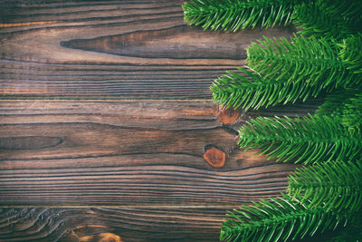 Directly above shot of pine tree leaves