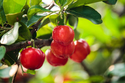 Close-up of cherries growing on tree