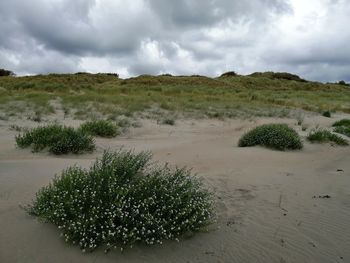 Plants growing on land against sky