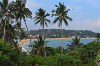 Palm trees by ocean against sky