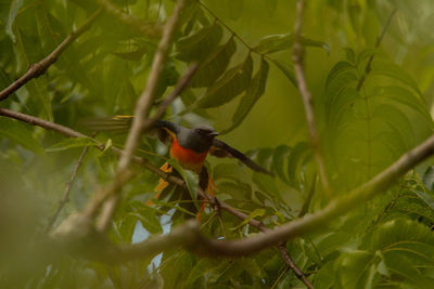 Bird perching on a branch