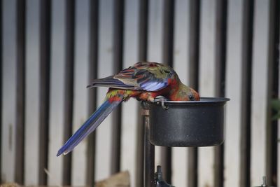 Close-up of parrot