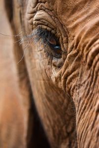 Elephant's eye