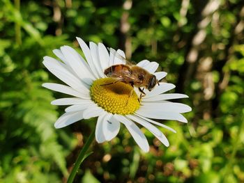 Close-up of bee pollinating on flower