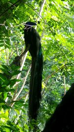Low angle view of bird perching on tree