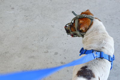 Close-up of a dog on the field