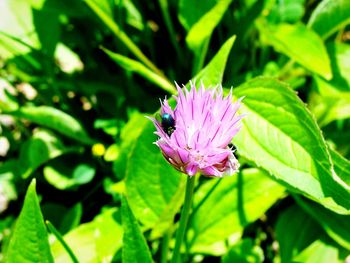 Insect on pink flower