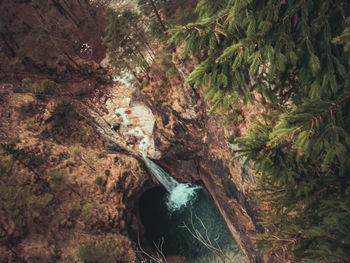 River amidst trees in forest