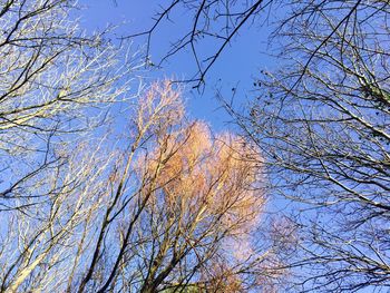 Low angle view of flower trees against clear blue sky