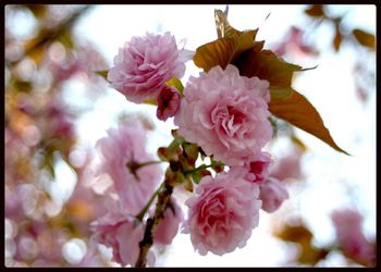 Close-up of pink flowers