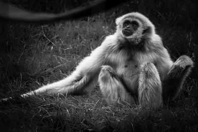 Monkey sitting on field