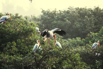 View of birds on land