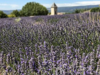 Close-up of purple flowering lavender on field in sault provence 