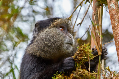 Low angle view of monkey on tree