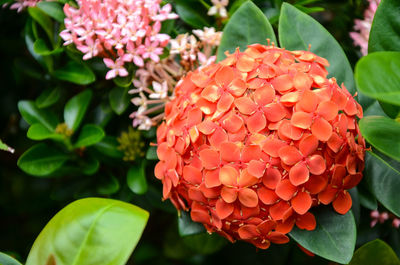 Close-up of red flowers blooming outdoors