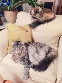 Portrait of cat sitting on sofa at home