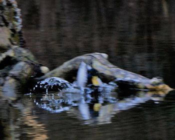 View of bird drinking water