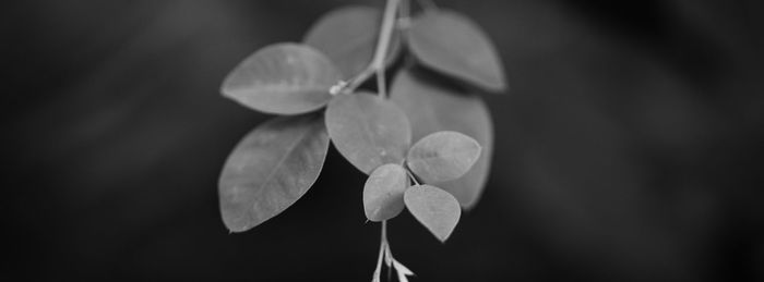 Close-up of flowering plant